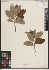 Foto von Salix caprea L.